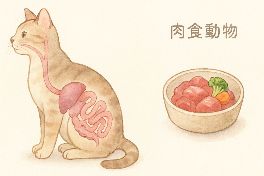 猫に野菜は必要？獣医師が語る栄養面のメリットと根本的な注意点
